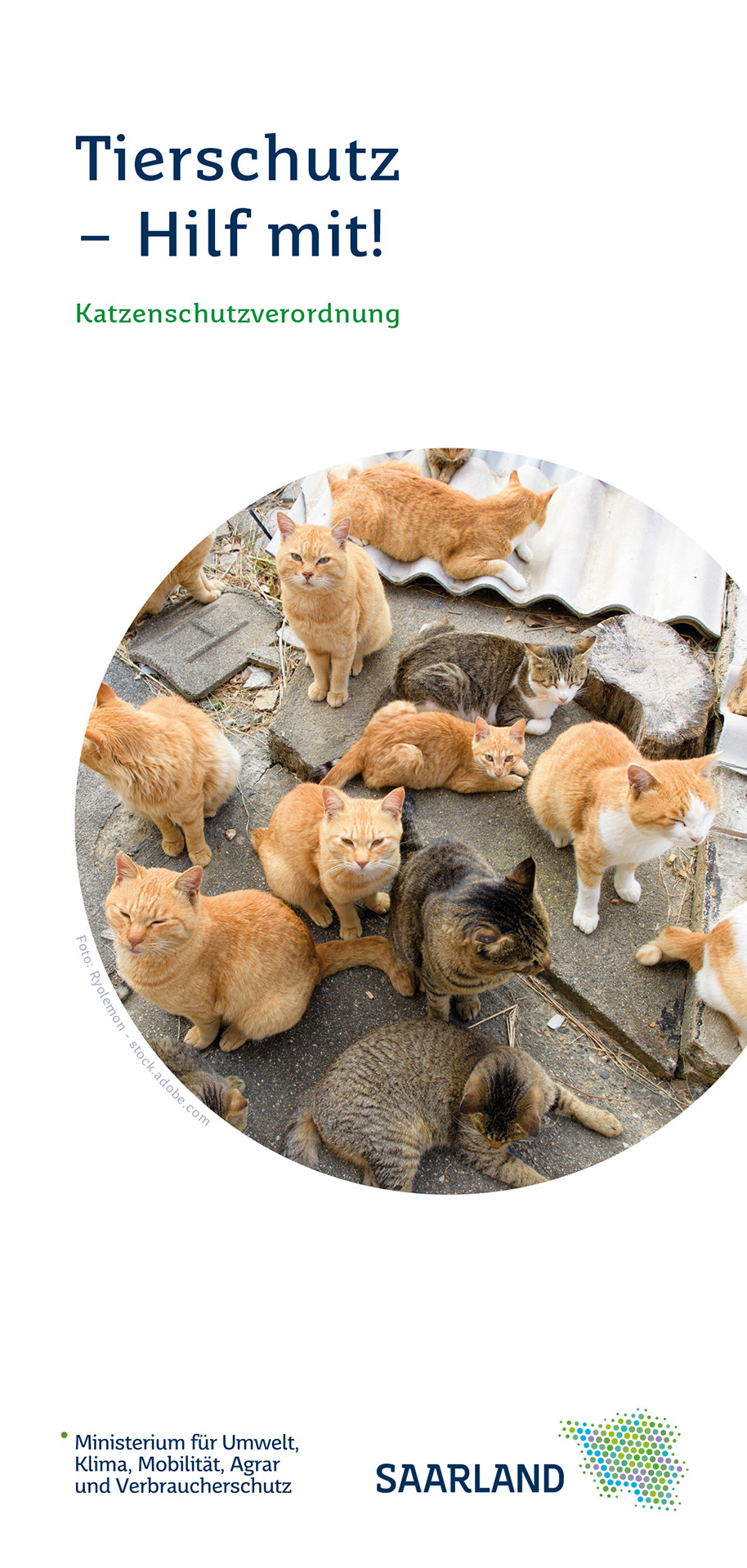 Im Bild sieht man die Titelseite des Informationsflyers zur Katzenschutzverordnung