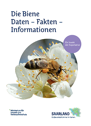 Das Bild zeigt die Titelseite der Broschüre "Bienen: Daten - Fakten - Informationen"
