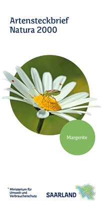 Das Bild zeigt die Titelseite des Artensteckbriefs "Margerite" der Natura 2000 Reihe.