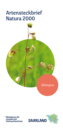 Das Bild zeigt die Titelseite des Artensteckbriefs "Zittergras" der Natura 2000 Reihe.